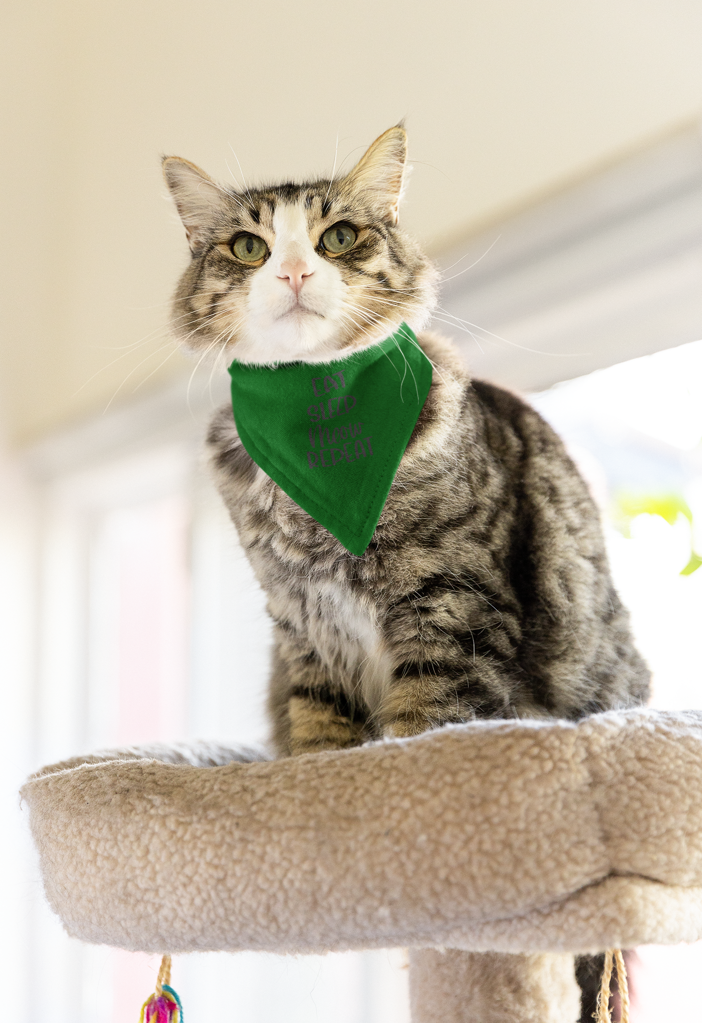 Eat Sleep Meow Repeat Over the Collar Bandana - Cat